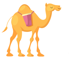 Camel Ride